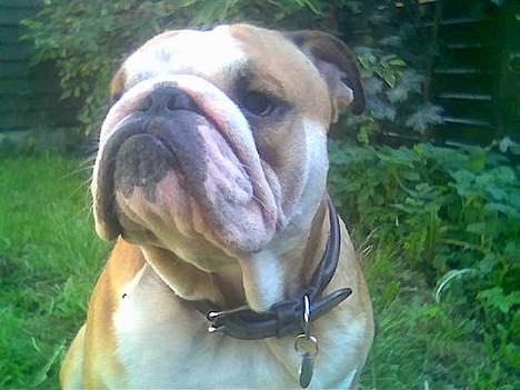 Engelsk bulldog baloo  - Baloo der nyder at være udenfor! billede 2