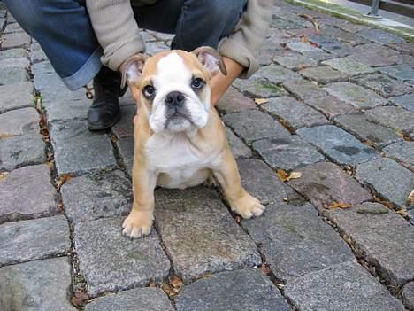 Engelsk bulldog baloo  - Baloo lige inden vi fik ham ( 9 uger) billede 3