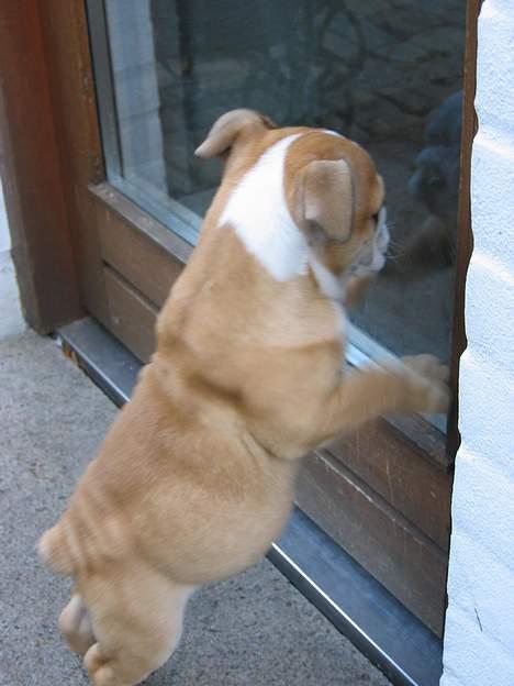 Engelsk bulldog baloo  - Det er ikke sjovt at være selv udenfor.... luk mig ind!!! billede 4