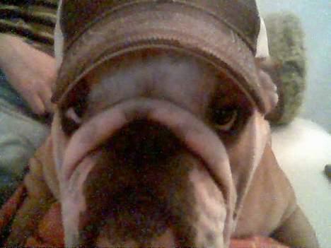 Engelsk bulldog baloo  - Det er utrolig hvad man skal finde sig i.... billede 5