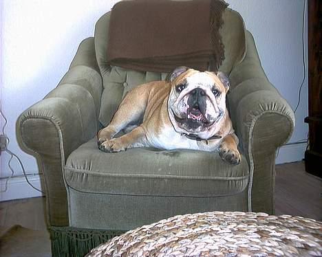 Engelsk bulldog baloo  - Det er min stol.... billede 6