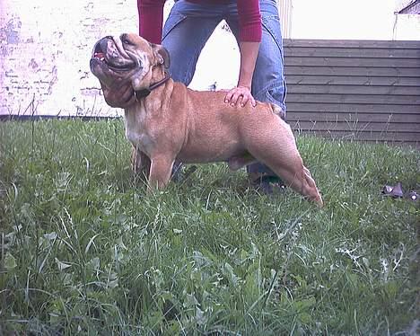 Engelsk bulldog baloo  - Baloo i profil. billede 7
