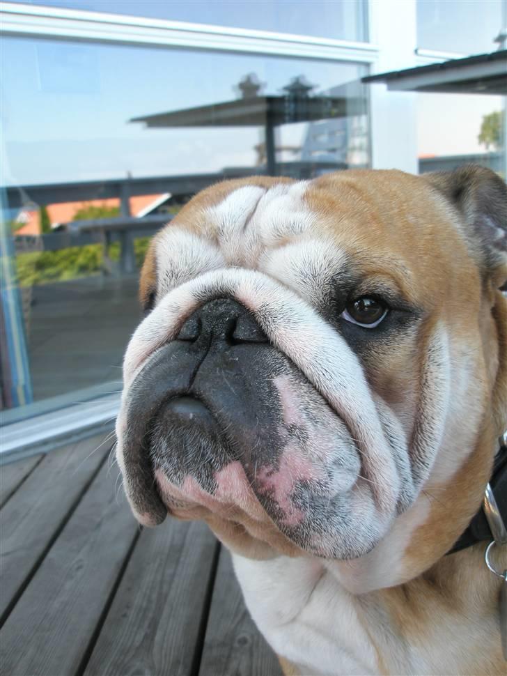 Engelsk bulldog baloo  - Mor synes jeg er sååå dejlig. billede 8
