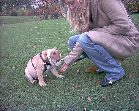 Engelsk bulldog baloo  - Min mor har lige lært mig at give pote!!! billede 9