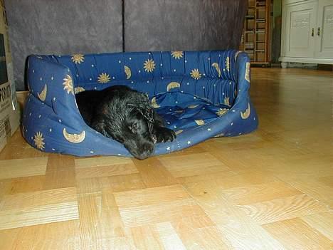 Flat coated retriever Lucky - MMMmmmm.... lækker kurv.... den smager også fint........ billede 15