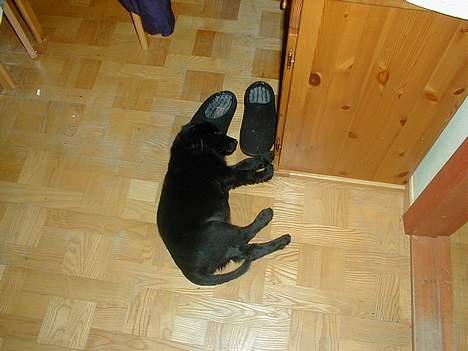 Flat coated retriever Lucky - en sutsko Er verdens dejligste hovedpude billede 16