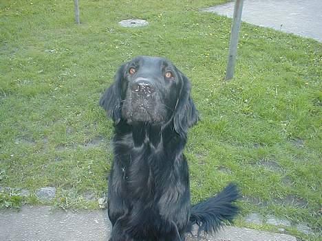 Flat coated retriever Lucky - jeg tror lige, jeg så en ufo!.. billede 18