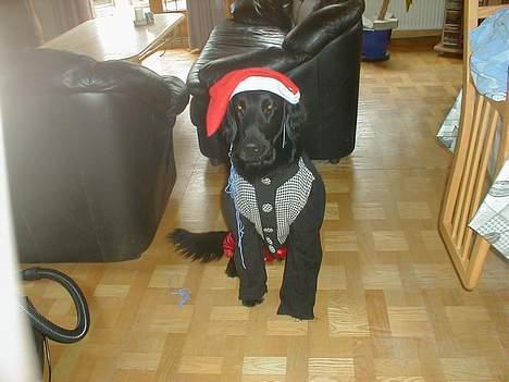 Flat coated retriever Lucky - er jeg bare lige lækker eller hvad??!!!!!!!.... billede 19