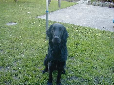 Flat coated retriever Lucky billede 20