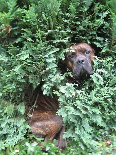 Blanding af racer Fanja billede 11