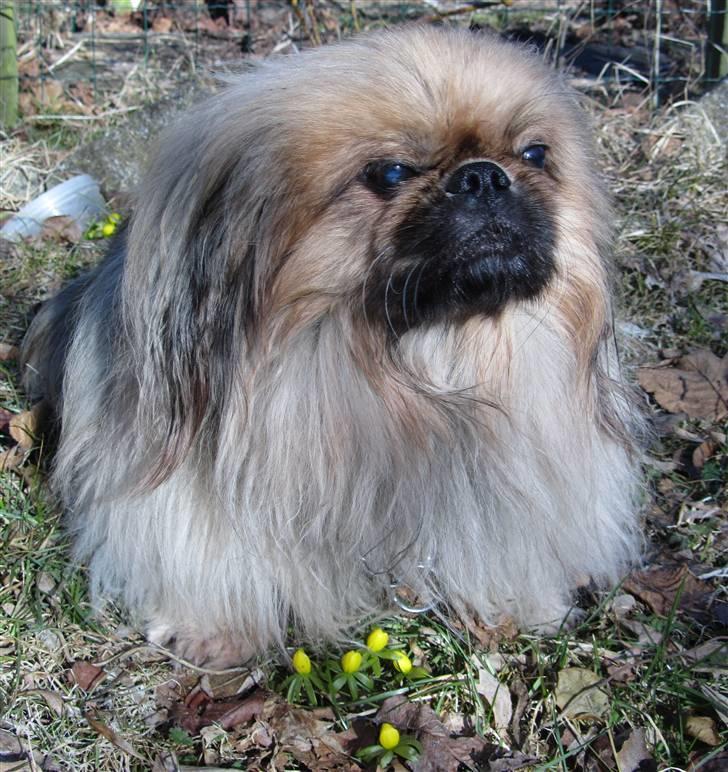 Pekingeser Lunde <3 - Lunde ude i haven ved min moster i KBH. Taget den 5 marts 2011 billede 1