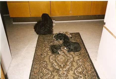 Pekingeser Lunde <3 - Her er så alle hans søskene og ham selv og hans bette mor. billede 2