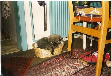 Pekingeser Lunde <3 - Her er han 9 uger gammel.. Han stjal katte kurven.. billede 3