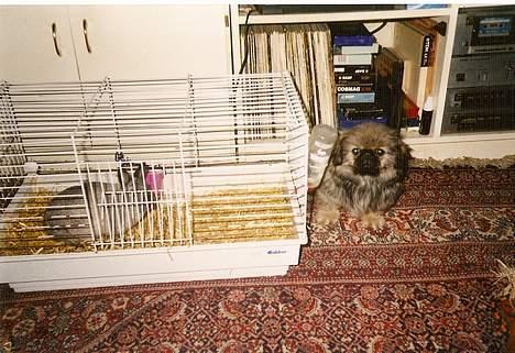 Pekingeser Lunde <3 - Hvad er det der for en.. Lunde 3 mdr. billede 4