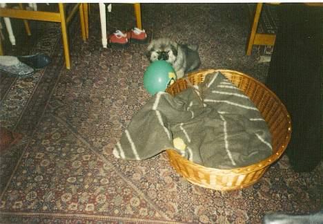 Pekingeser Lunde <3 - "En bold jubii"  Pas nu på lunde at den ik sprænger. billede 5