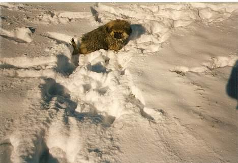 Pekingeser Lunde <3 - Piv hjælp mig ud af alt det sne.. "LADY..." billede 6