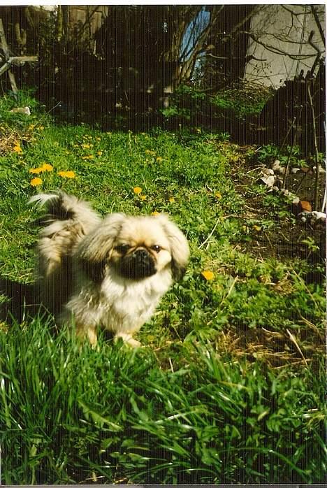 Pekingeser Lunde <3 - Er jeg ik fin.. Jeg er 6 mdr. billede 7