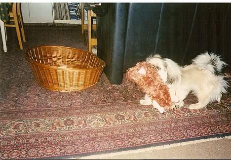 Pekingeser Lunde <3 - Se min fine hund.. billede 8