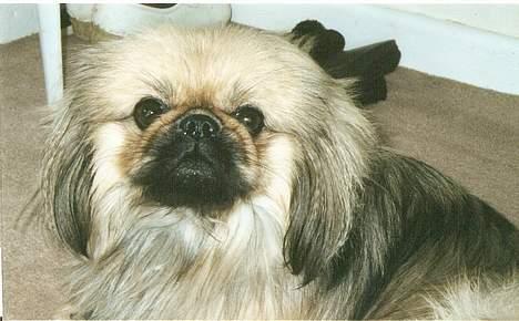 Pekingeser Lunde <3 - hejsa.. billede 9