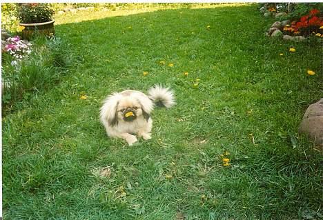 Pekingeser Lunde <3 - har en blomst i munden.. billede 10