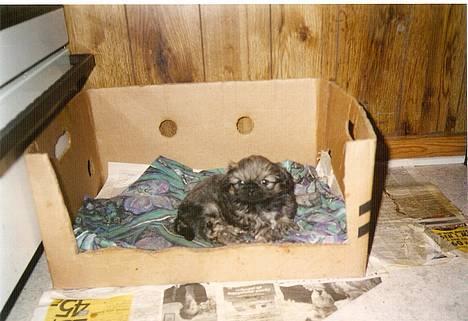 Pekingeser Lunde <3 - Min bette Lunde.. Her er han kun ca 7 uger gammel.. billede 11