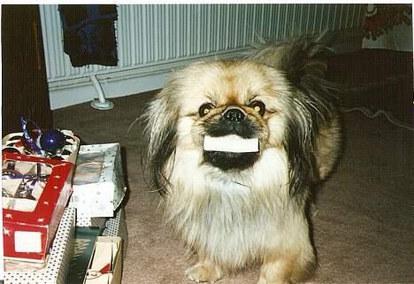 Pekingeser Lunde <3 - se min fine gave julegave.. billede 12