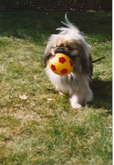 Pekingeser Lunde <3 - Tag bolden.. billede 13