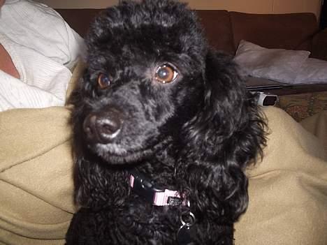 Dværgpuddel Joy billede 17