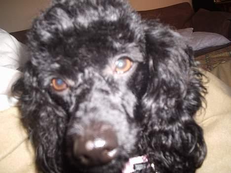 Dværgpuddel Joy billede 18