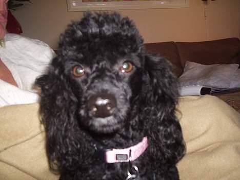 Dværgpuddel Joy billede 19