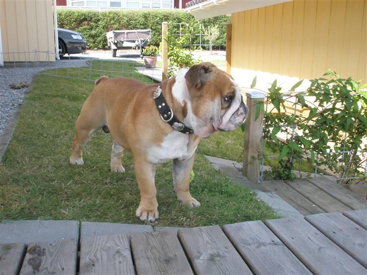 Engelsk bulldog baloo  - Så er jeg igen i farmor og farfars sommerhus. billede 10