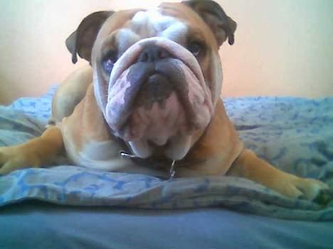 Engelsk bulldog baloo  - Jeg kigger jo alt hvad jeg kan... billede 11