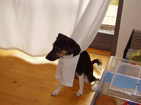 Blanding af racer Snemand billede 20