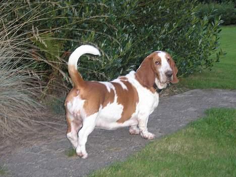 Basset hound ¤Malina¤ billede 13