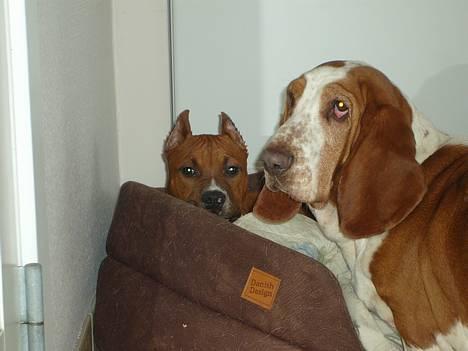 Basset hound ¤Malina¤ billede 14