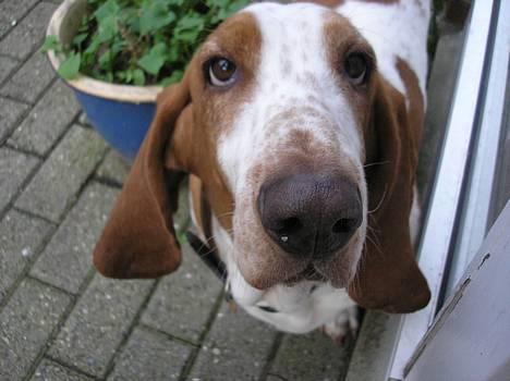 Basset hound ¤Malina¤ billede 15