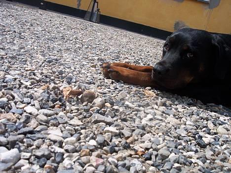 Rottweiler Fie - Er jeg ikke dejlig? billede 1