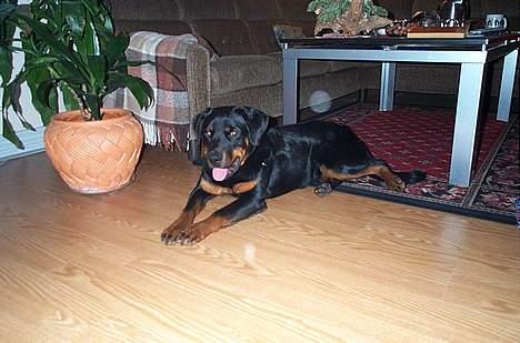 Rottweiler Fie - Skal vi lege nu? billede 2