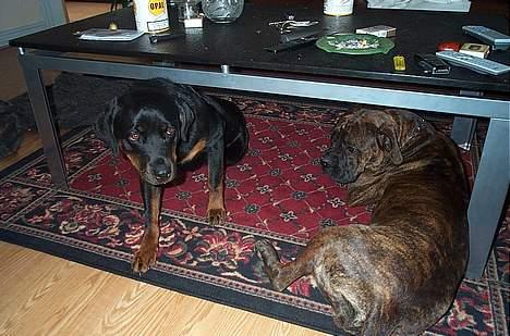 Rottweiler Fie - Hygger med Fanja billede 3