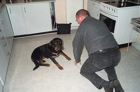 Rottweiler Fie - Leger med far billede 4