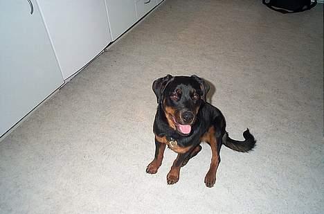 Rottweiler Fie - Venter på mad billede 5