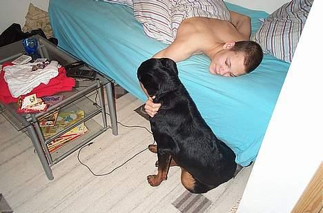 Rottweiler Fie - Så står vi op Theis billede 7