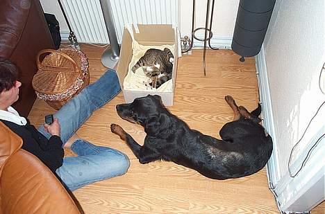 Rottweiler Fie - Kigger på at vores killinger bliver født billede 8