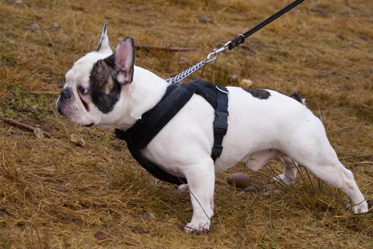 Fransk bulldog Frykas Baflo (FIGHTER) - Ohøj!!! Allesammen............... Velkommen til min profil............. :D billede 1