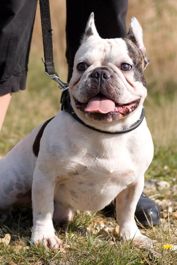 Fransk bulldog Frykas Baflo (FIGHTER) - *Sep. 09* billede 2