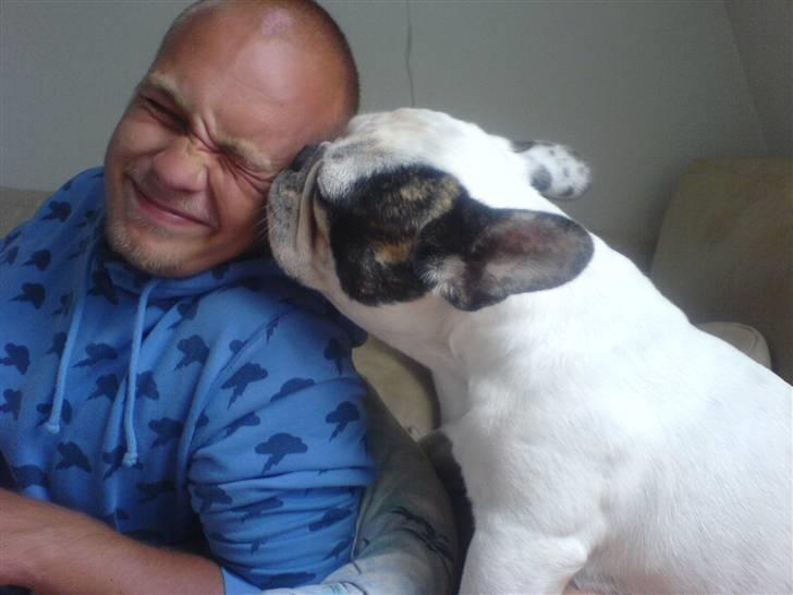 Fransk bulldog Frykas Baflo (FIGHTER) - Fighter myzzer farmand............ billede 3