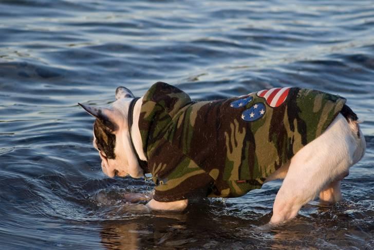 Fransk bulldog Frykas Baflo (FIGHTER) - Pjaske, pjaske vand...... billede 4