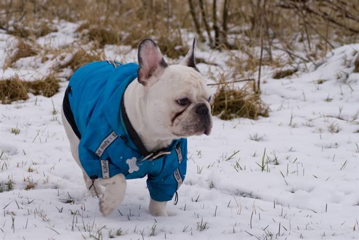 Fransk bulldog Frykas Baflo (FIGHTER) - Fighter med homo-pote......... HEHE...... billede 6