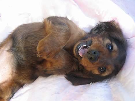 Dværggravhund Sille - Mollypigen..... Født som nummer 2. billede 20