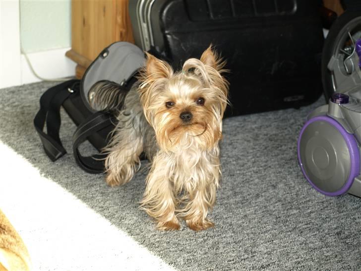 Yorkshire terrier * Luca, betjent* - Luca er ganske godt tilfreds med tilværelsen........Han smiler.....Han er altså en smuksak... billede 12